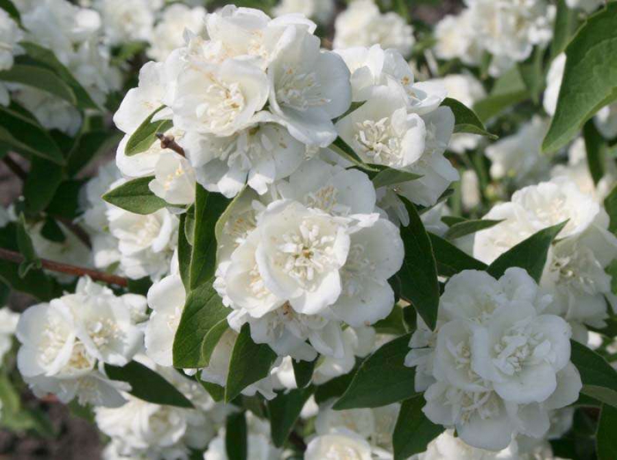 Чубушник "Bouquet Blanc"